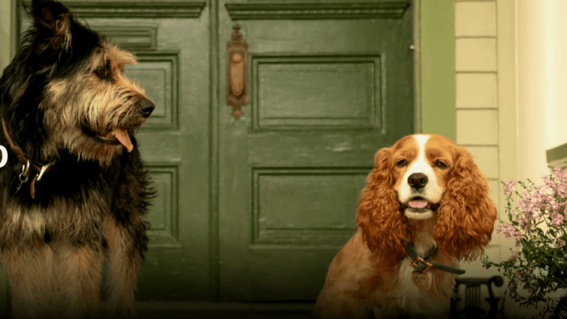 a dama e o vagabundo